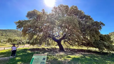 Chaparro de la Vega, en Coripe (Sevilla), una encina de 400 años de antigüedad Chaparro de la Vega, en Coripe (Sevilla), una encina de 400 años de antigüedad