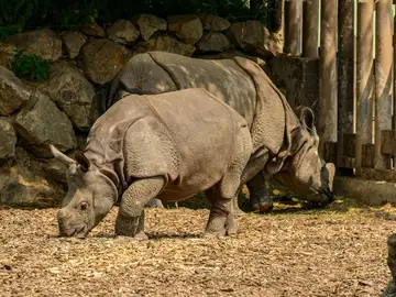 Rinoceronte Rinoceronte