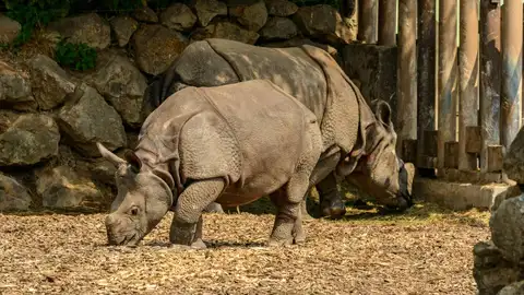 Rinoceronte Rinoceronte