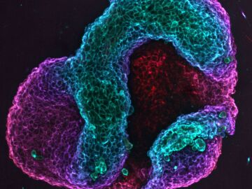 Tejido celular plegado siguiendo un proceso de programaci&oacute;n mec&aacute;nica