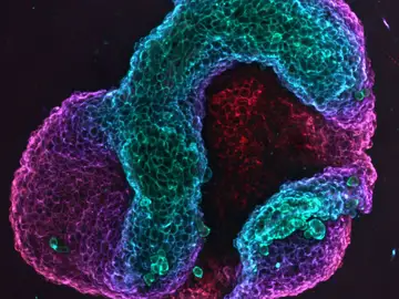 Tejido celular plegado siguiendo un proceso de programación mecánica Tejido celular plegado siguiendo un proceso de programación mecánica