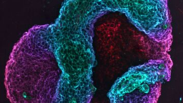 Tejido celular plegado siguiendo un proceso de programaci&oacute;n mec&aacute;nica