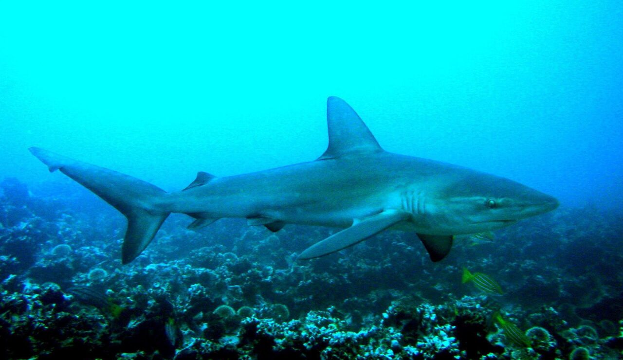 Tibur&oacute;n Gal&aacute;pagos