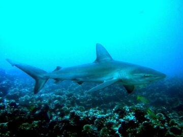 Tibur&oacute;n Gal&aacute;pagos