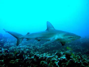 Tiburón Galápagos Tiburón Galápagos