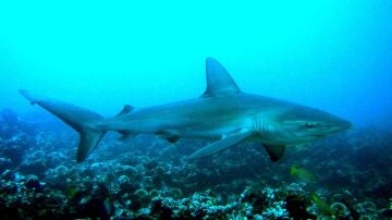 Tibur&oacute;n Gal&aacute;pagos