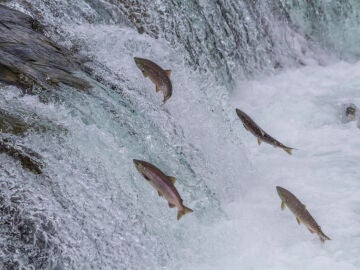Salmones en una catarata
