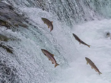 Salmones en una catarata Salmones en una catarata