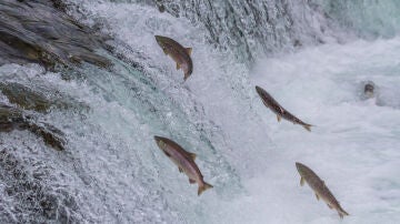 Salmones en una catarata
