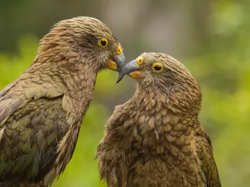 Loros Kea en Nueva Zelanda Loros Kea en Nueva Zelanda
