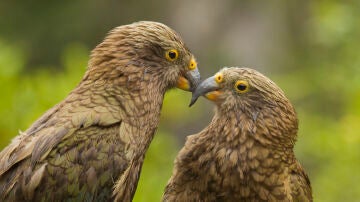 Loros Kea en Nueva Zelanda