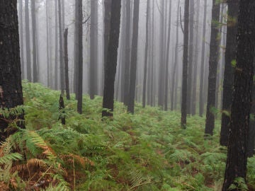 Helechos en Tenerife
