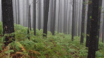 Helechos en Tenerife