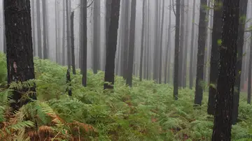 Helechos en Tenerife Helechos en Tenerife
