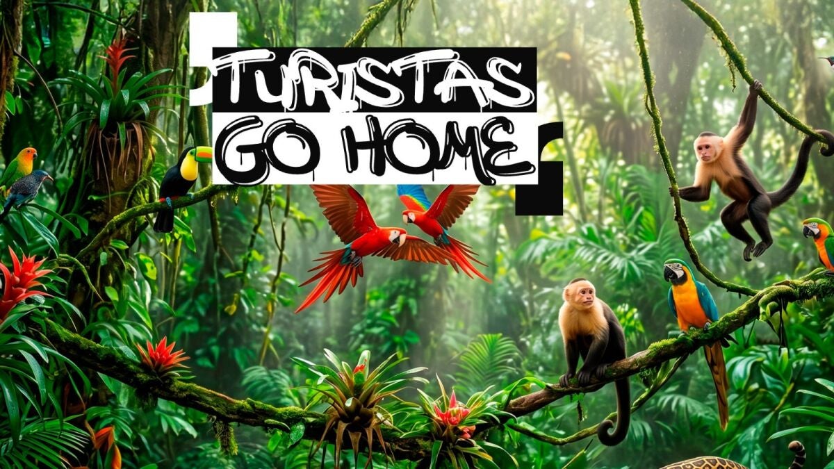 De monos extorsionadores a coatís ladrones y bandas de gaviotas: la ley de la selva planta cara a la masificación turística