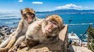 Monos de Gibraltar