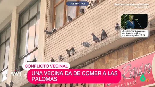 mvt-palomas mvt-palomas