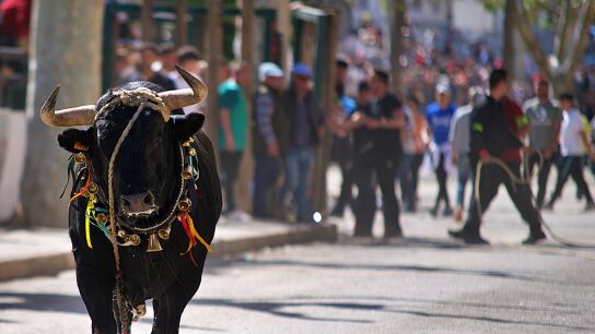 Imagen de archivo de un toro ensogado en los festejos de Beas de Segura