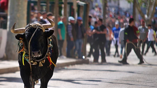 Imagen de archivo de un toro ensogado en los festejos de Beas de Segura Imagen de archivo de un toro ensogado en los festejos de Beas de Segura