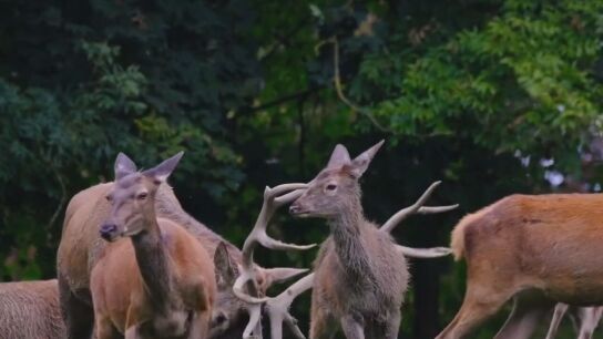 Ciervos en Chern&oacute;bil
