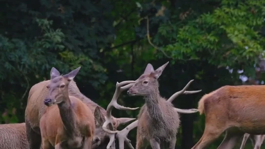 Ciervos en Chernóbil Ciervos en Chernóbil