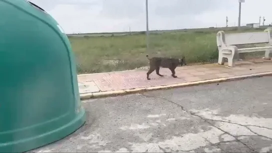 Un "vecino" inesperado en Cabañas de Yepes: el lince que divide al pueblo. Un "vecino" inesperado en Cabañas de Yepes: el lince que divide al pueblo.