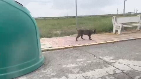 Un "vecino" inesperado en Caba&ntilde;as de Yepes: el lince que divide al pueblo.