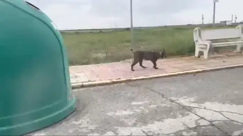 Un "vecino" inesperado en Cabañas de Yepes: el lince que divide al pueblo. Un "vecino" inesperado en Cabañas de Yepes: el lince que divide al pueblo.