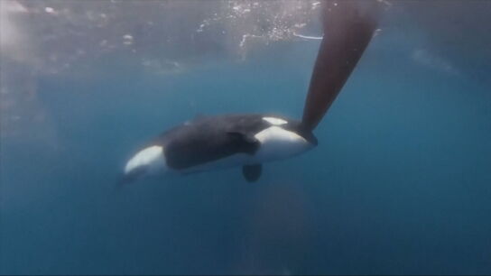 Atacados por una orca en el Mediterráneo: cuatro tripulantes a la deriva en una lancha inflable tras hundirse su velero