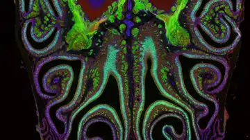 Fotografía microscópica de un corte transversal de la nariz de un ratón Fotografía microscópica de un corte transversal de la nariz de un ratón