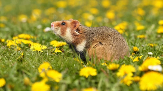 Un ratón de campo Un ratón de campo
