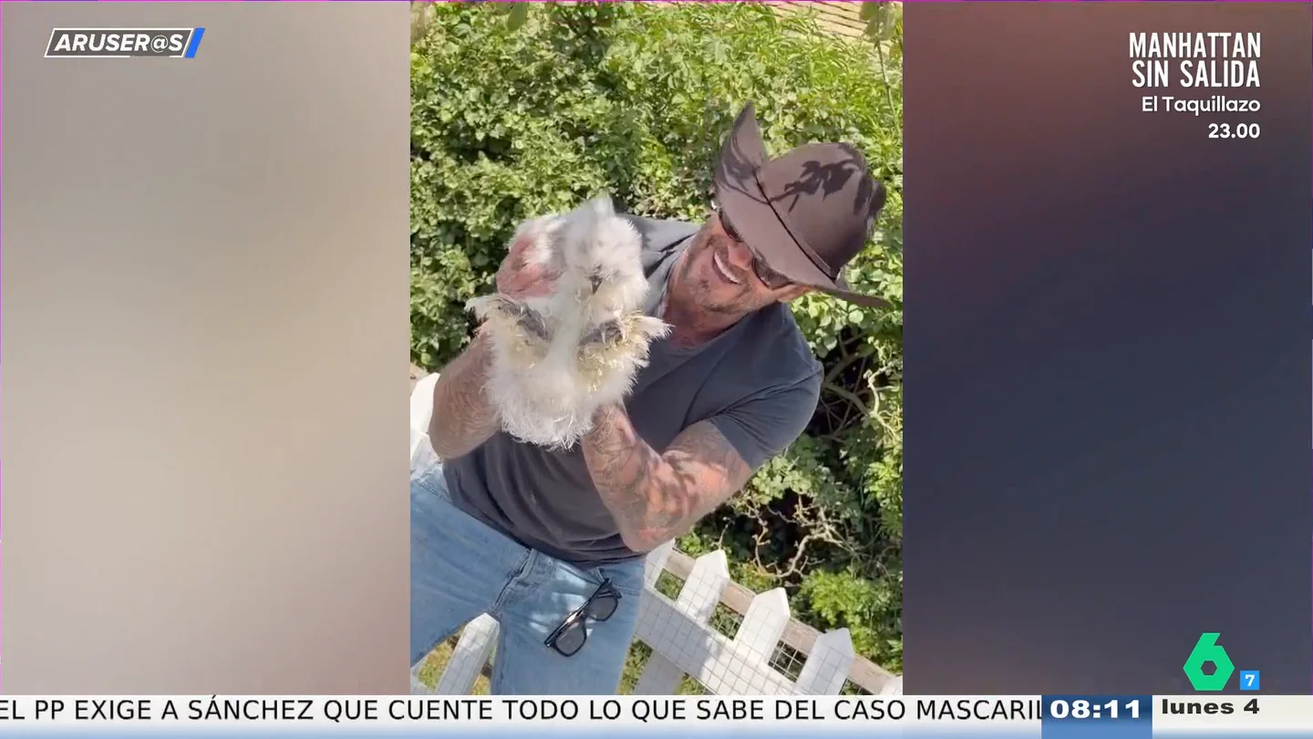 La reacción de David Beckham cuando su hija le regala gallinas sedosas por su 51 cumpleaños La reacción de David Beckham cuando su hija le regala gallinas sedosas por su 51 cumpleaños