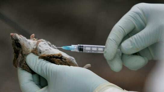 Un rat&oacute;n positivo por hantavirus examinado en San Diego, EEUU