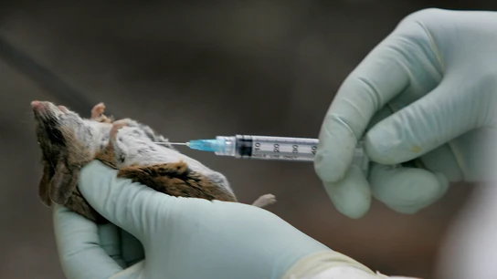 Un ratón positivo por hantavirus examinado en San Diego, EEUU Un ratón positivo por hantavirus examinado en San Diego, EEUU