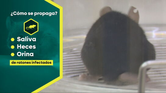 Qu&eacute; es el hantavirus: cu&aacute;les son sus s&iacute;ntomas y c&oacute;mo se contagia