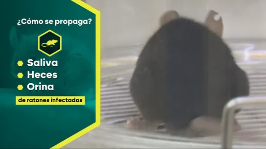 Qué es el hantavirus: cuáles son sus síntomas y cómo se contagia Qué es el hantavirus: cuáles son sus síntomas y cómo se contagia