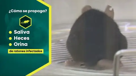 Qué es el hantavirus: cuáles son sus síntomas y cómo se contagia Qué es el hantavirus: cuáles son sus síntomas y cómo se contagia
