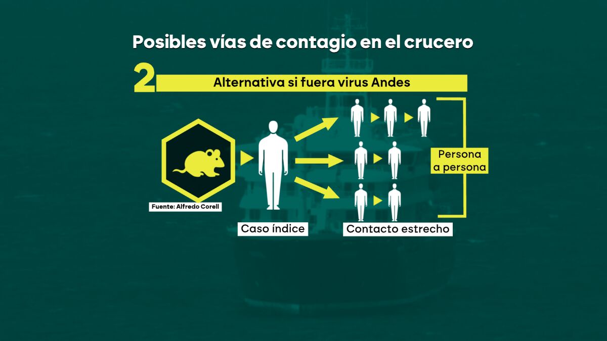 La importancia del tipo de hantavirus que afecta al barco: la variante 'Andes' es la única que se transmite de persona a persona