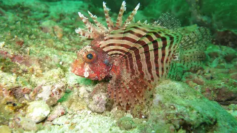 Malapascua, en Filipinas Malapascua, en Filipinas