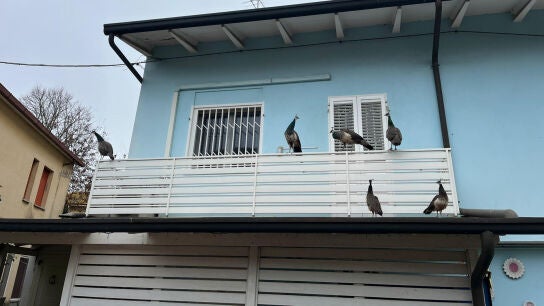 Pavos reales se posan en una casa de Punta Marina.