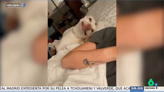 La divertida reacci&oacute;n viral de una perrita al poder subirse a la cama de su due&ntilde;a