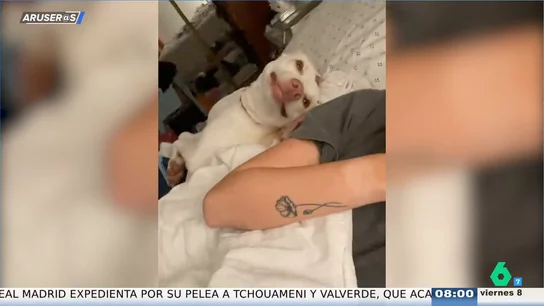 La divertida reacción viral de una perrita al poder subirse a la cama de su dueña La divertida reacción viral de una perrita al poder subirse a la cama de su dueña