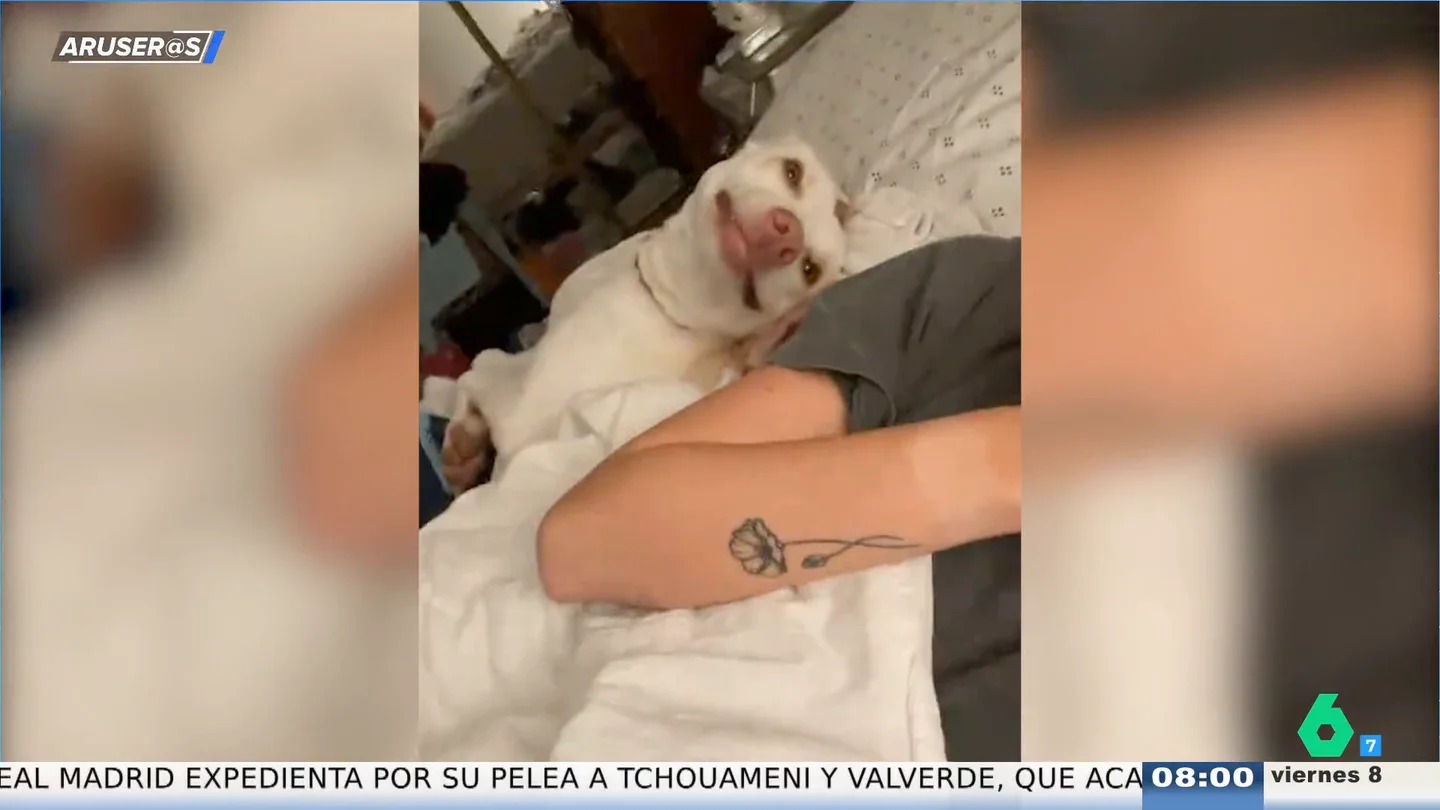 La divertida reacción viral de una perrita al poder subirse a la cama de su dueña La divertida reacción viral de una perrita al poder subirse a la cama de su dueña