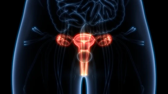 Sistema reproductor femenino Sistema reproductor femenino