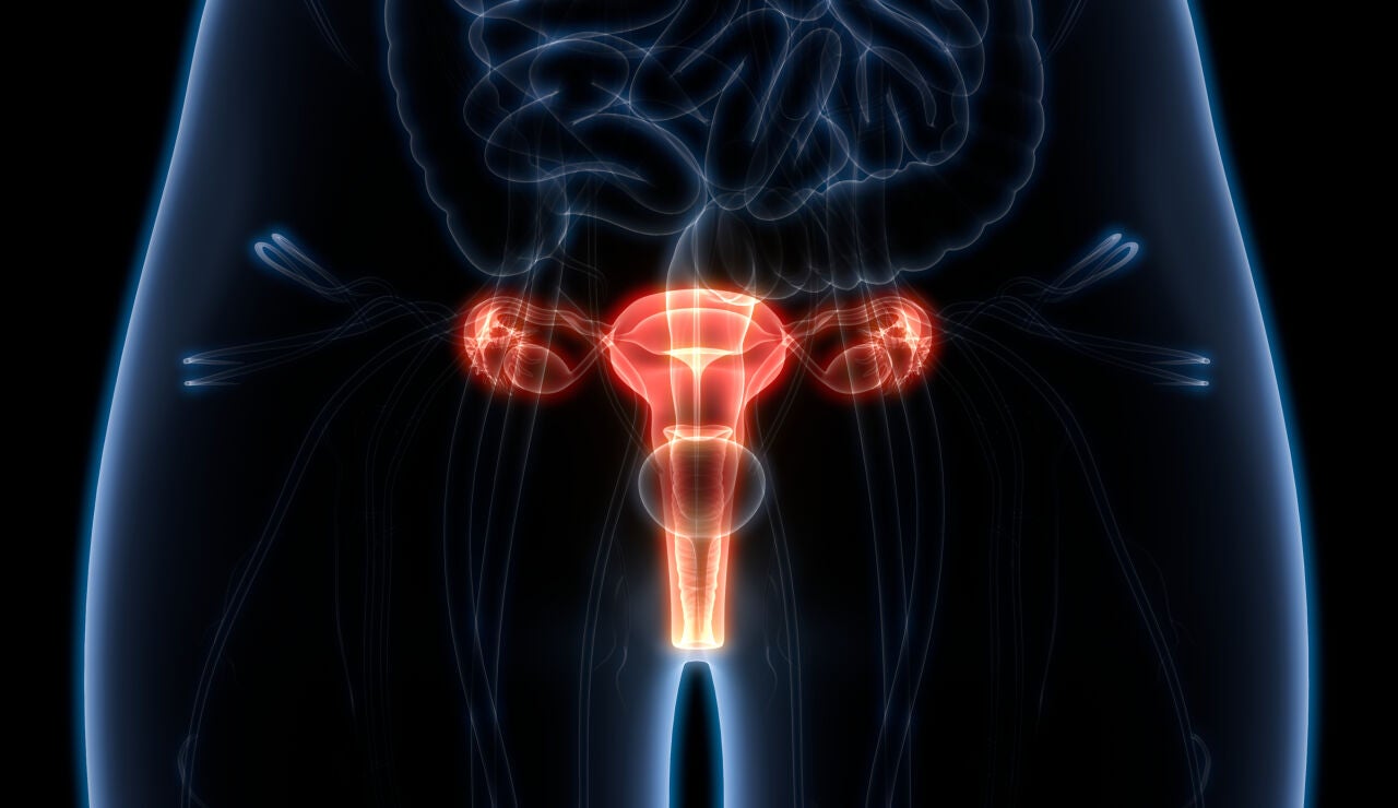 Sistema reproductor femenino