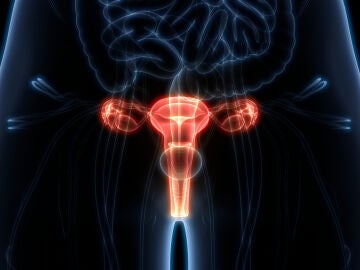 Sistema reproductor femenino