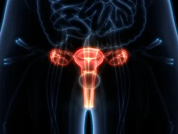 Sistema reproductor femenino Sistema reproductor femenino