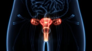 Sistema reproductor femenino