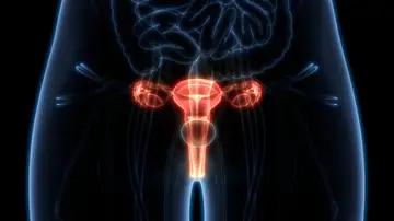 Sistema reproductor femenino Sistema reproductor femenino