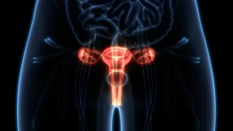 Sistema reproductor femenino Sistema reproductor femenino